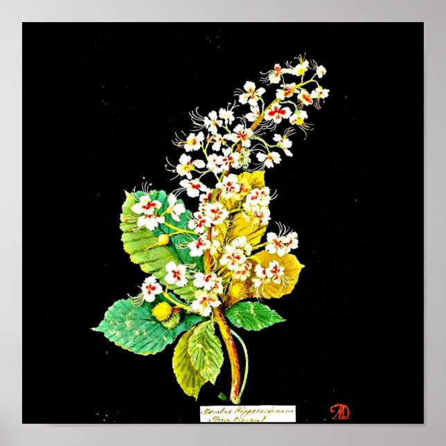 Poster-Botanical Art-Mary Delany 11 Poster (Front)