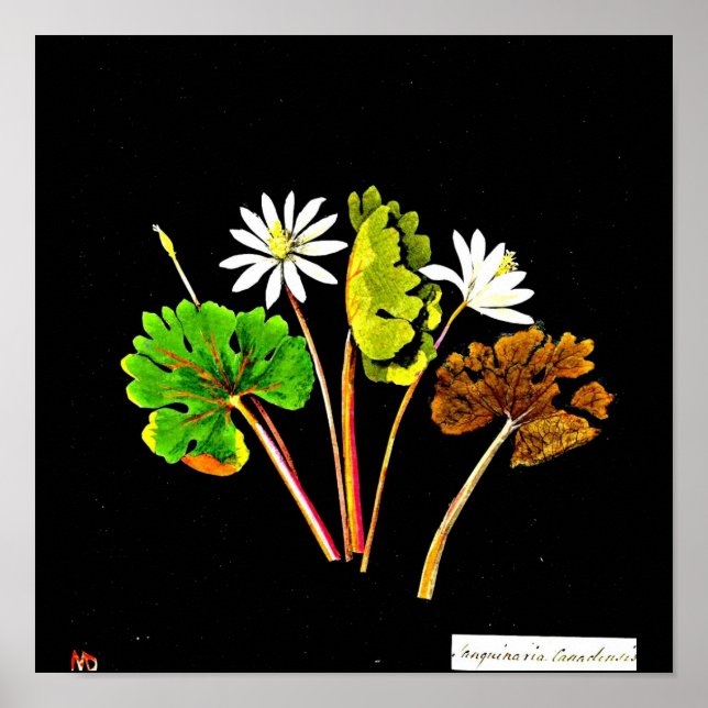 Poster-Botanical Art-Mary Delany 14 Poster (Front)