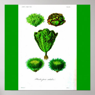 Poster-Botanicals-Lettuces Poster