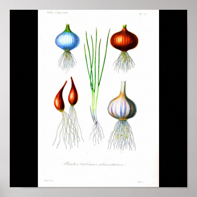 Poster-Botanicals-Onions and Garlic Poster (Front)
