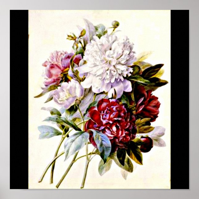 Poster-Botanicals-Pierre Joseph Redoute 16 Poster (Front)