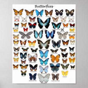 Poster - Butterfly Collection