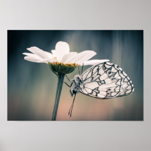 Poster butterfly Half-mourning