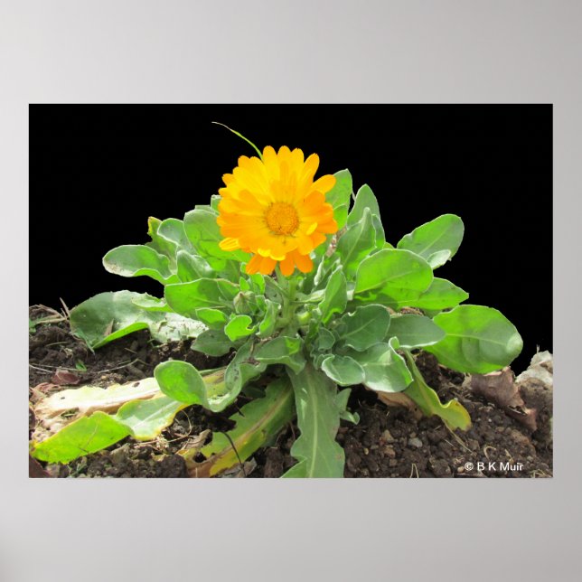 Poster - Calendula Blossom (Front)