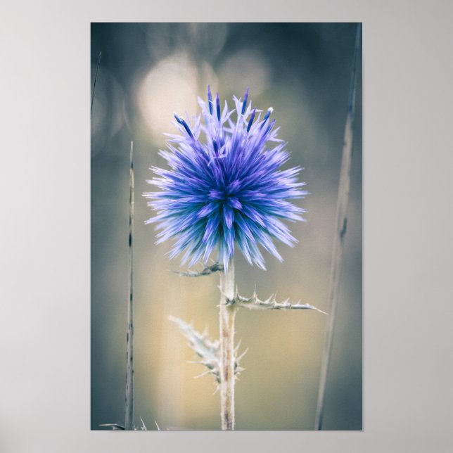 Poster Chardon Bleu (Front)