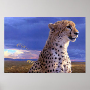 Poster-Cheetah Poster