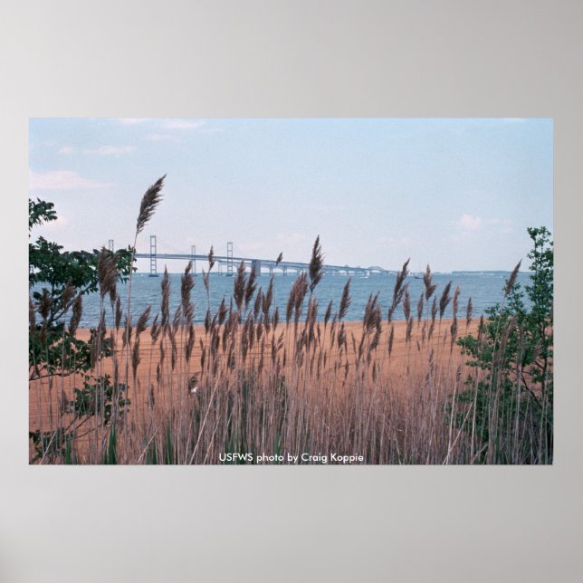 Poster / Chesapeak Bay Bridge (Front)
