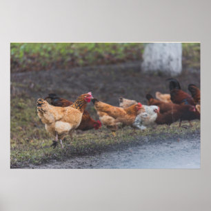 Poster-Chickens roadside Poster