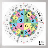 Poster Codons Amino Acids Table Genetic Code DNA