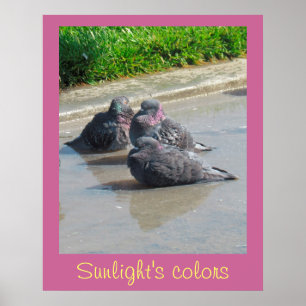 Poster –  Colors of Sunlight