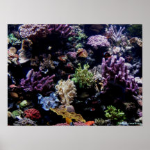 poster - coral reef