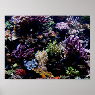 poster - coral reef