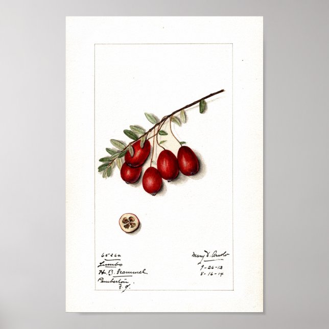 Poster - Cranberries (Front)