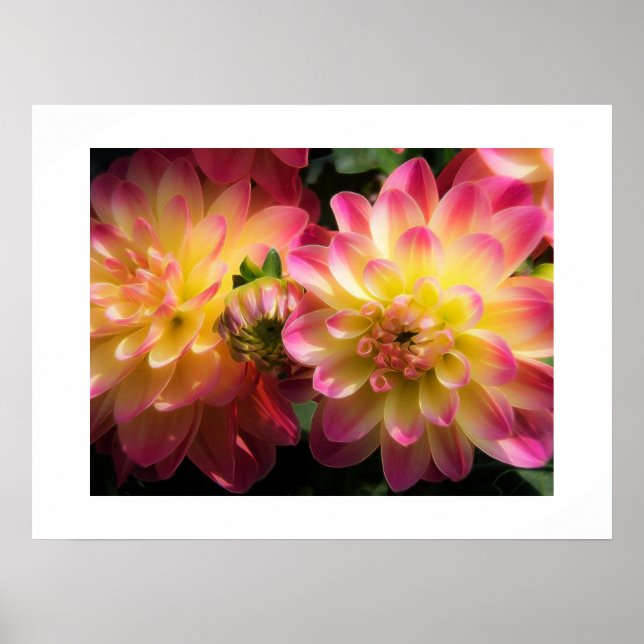 Poster-Dahlias Poster (Front)
