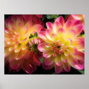 Poster-Dahlias Poster