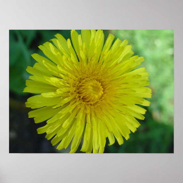 Poster - Dandelion (Front)