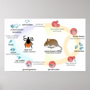 Poster Diagram Babesia microti life cycle