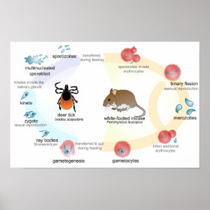 Poster Diagram Babesia microti life cycle