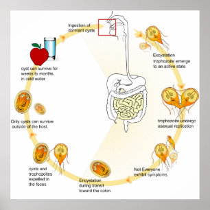 Poster Diagram Giardia Life Cycle Parasite