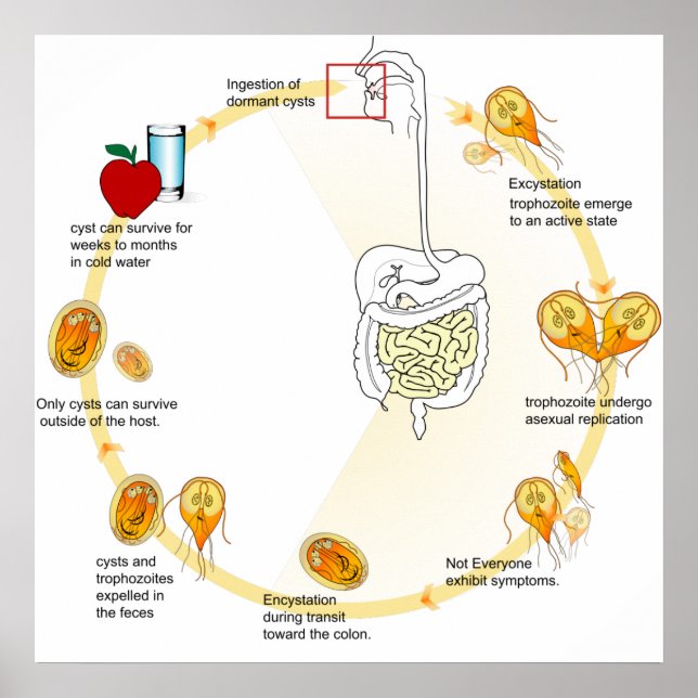 Poster Diagram Giardia Life Cycle Parasite (Front)