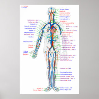Poster Diagram Human Circulatory System Arteries