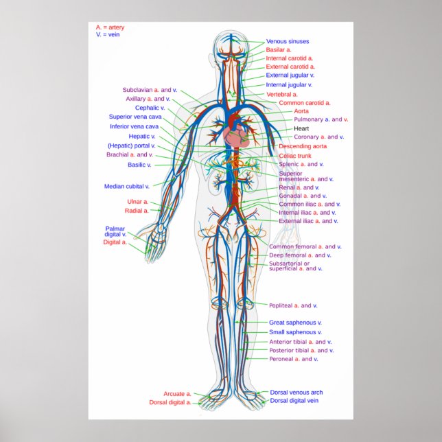 Poster Diagram Human Circulatory System Arteries (Front)