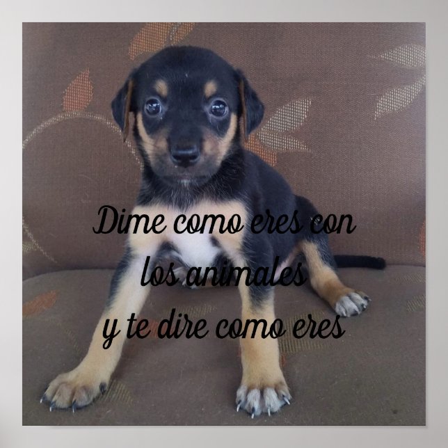 Poster Dime como eres con los animales (Front)