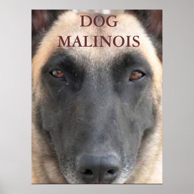 poster dog malinois (Front)