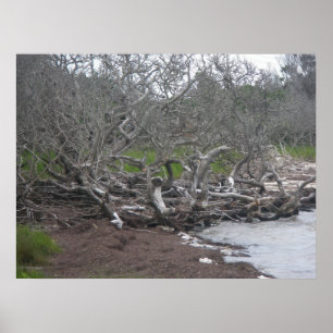 Poster Driftwood & Eel Grass Soundside OBX NC