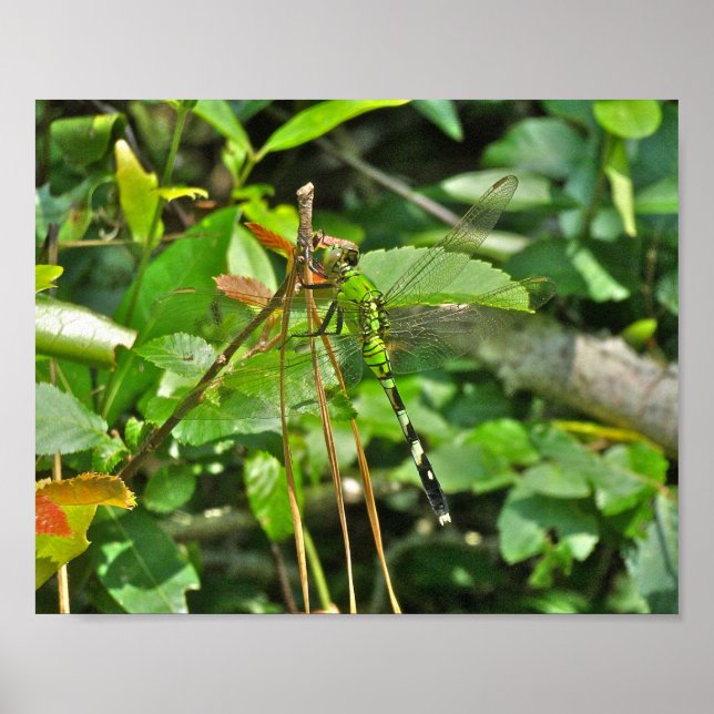 Poster Eastern Pondhawk Dragonfly (Front)