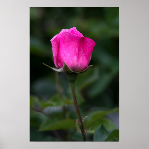 Poster Elegant Pink Rosebud Photography