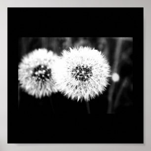 Poster-Flowers-141 Poster