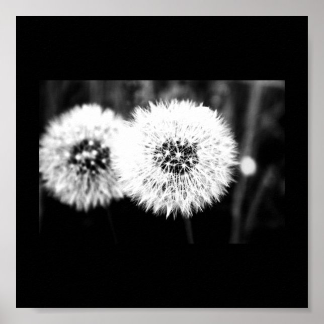 Poster-Flowers-141 Poster (Front)