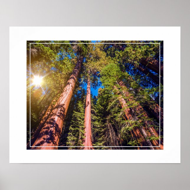 Poster-Forest Poster (Front)