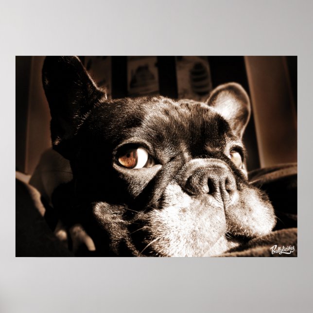 Poster French Bulldogge by Bullylicious (Front)