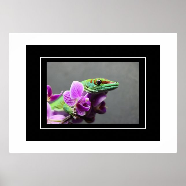 Poster Gecko (Front)