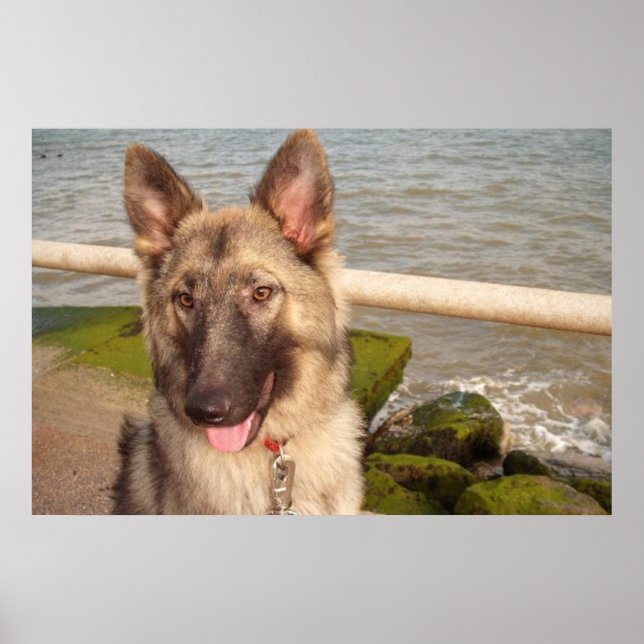 Poster German Shepherd (Front)