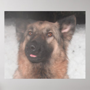 Poster German Shepherd Sticking Tongue Out
