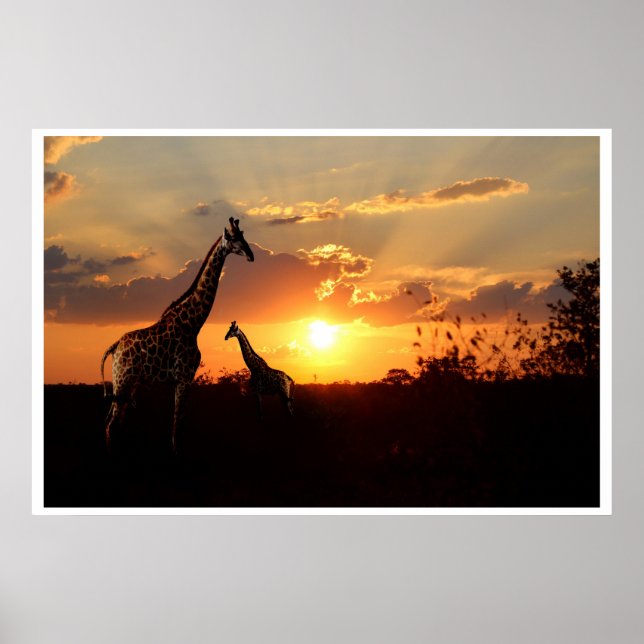 Poster Giraffes at an African Sunset (Front)