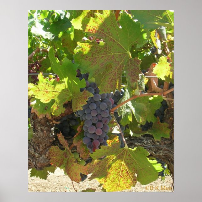 Poster - Grapes on the vine (Front)