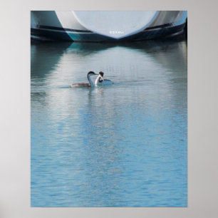 Poster - Grebes on Calm Harbour
