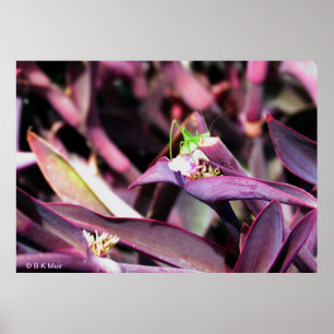 Poster - Green Grasshopper in Purple Plant