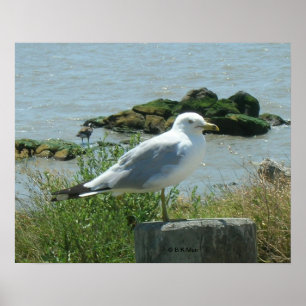 Poster - Gull on Piling