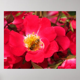 Poster - Honey Bee on Rose
