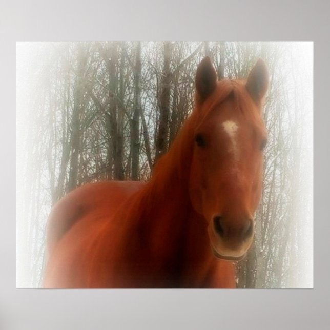 Poster/Horse in the woods Poster (Front)
