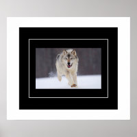 Poster-Howling Wolf