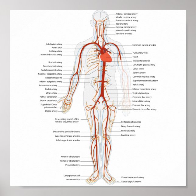 Poster Human Circulatory System of Arteries (Front)