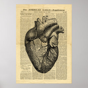 Poster Human Heart Anatomy on newspaper