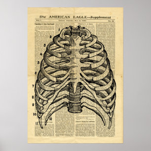 Poster Human Skeleton Thorax on newspaper