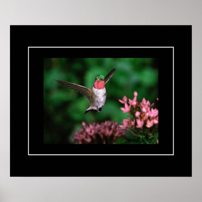 Poster-Hummingbird Poster (Front)